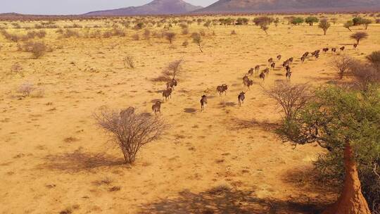 纳米比亚平原上奔跑的角马视频素材模板下载