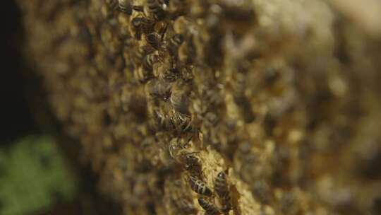 人工养殖蜜蜂