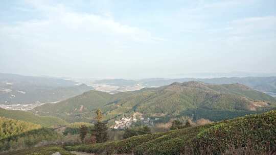 山顶高山茶树绿树植物风景空镜运镜