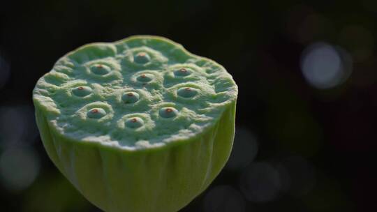 莲蓬链子局部特写