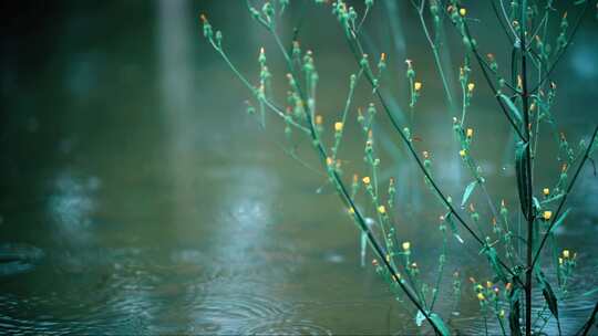 梅雨水边植物雨滴水面波纹涟漪雨意境