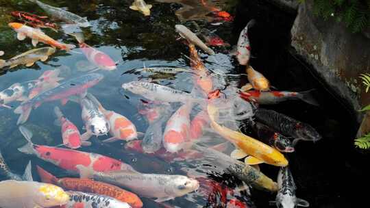 锦鲤金鱼鲤鱼戏水鱼池 鱼锦鲤锦鲤锦鲤夏至