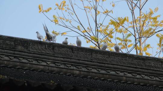 落在屋顶上的鸽子