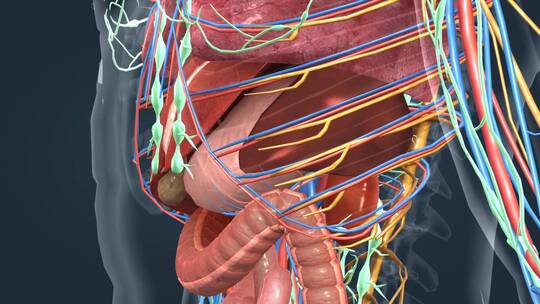 医学人体解剖肝胆肠胃肾脏肺部三维动画