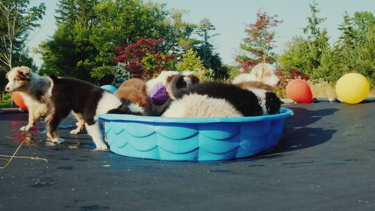 一群狗狗在蹦床上玩耍