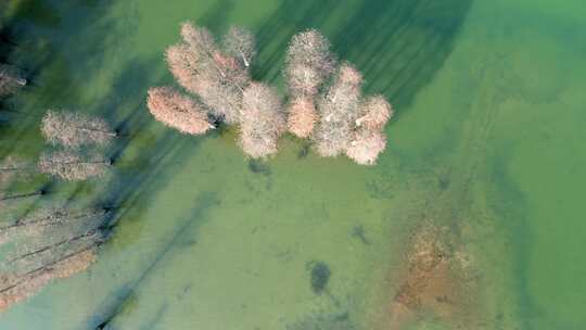 浙江余姚市四明湖水杉空中视角视频素材模板下载