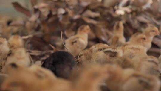 农村鸡养殖-三黄鸡4k视频素材模板下载