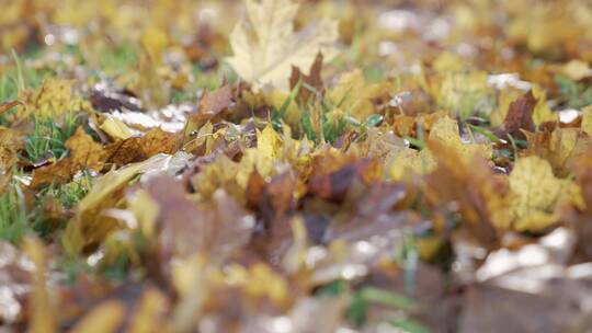草地上落叶的跟踪拍摄