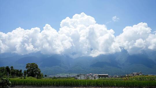 大理苍山洱海树林森林农田稻田牧场农场