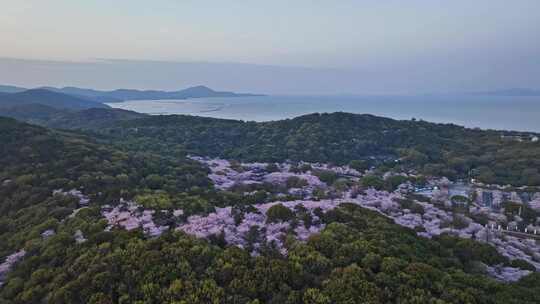 江苏 无锡 太湖 鼋头渚樱花 春天 旅游