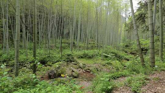 浙江仙居竹林高清 实拍