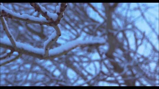 积雪覆盖的树枝架焦点