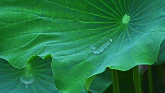 夏季下雨天荷花荷叶雨滴水滴水珠特写