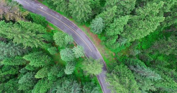 森林中的公路汽车航拍