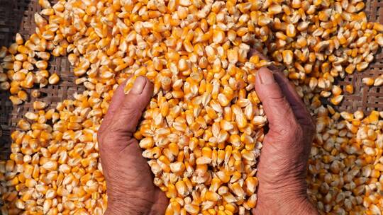 玉米丰收农民展示玉米收获的喜悦秋收三农