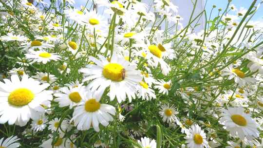 野花小雏菊