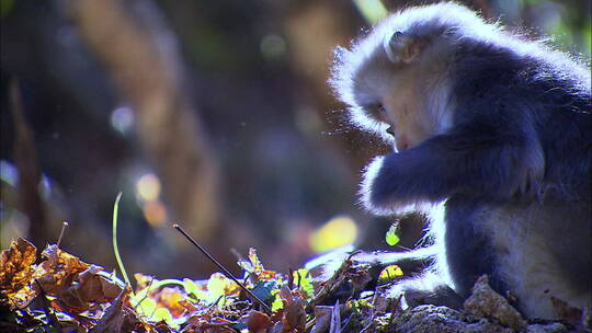 滇金丝猴幼崽寻找食物视频素材模板下载