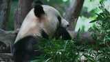 熊猫吃竹叶高清在线视频素材下载