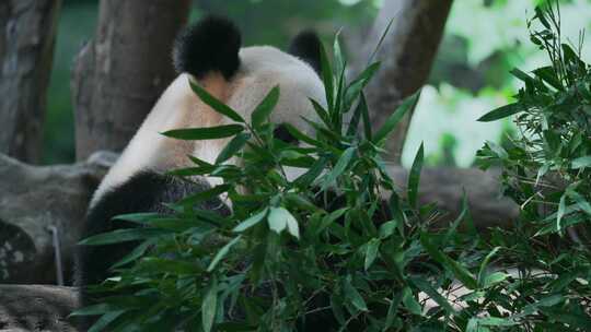 熊猫吃竹叶