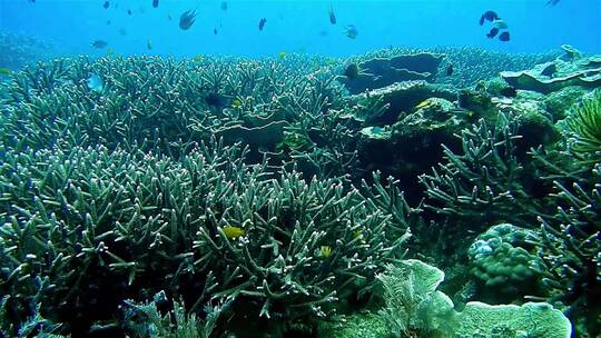 大海海洋生物