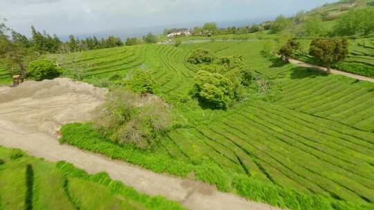 种植园，梯田，茶， Fpv