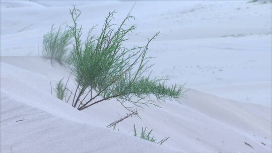 宁夏 沙漠 大风中摇摆的沙漠绿色植物 组镜