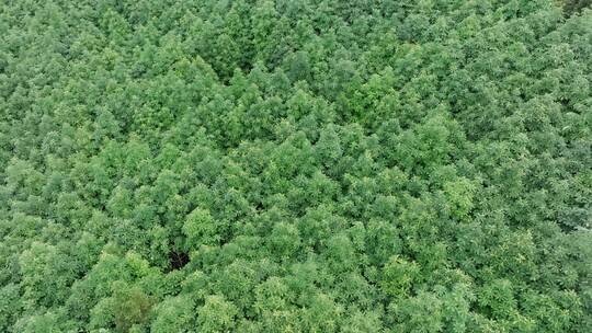 四川厚朴树中药材种植林