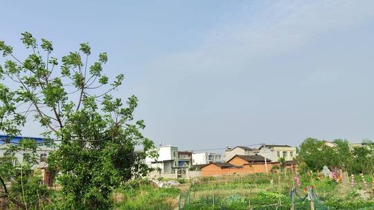 疫情城市农村街道菜园春天绿色植物