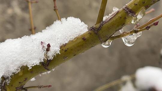 冬天树枝上的白雪视频合集