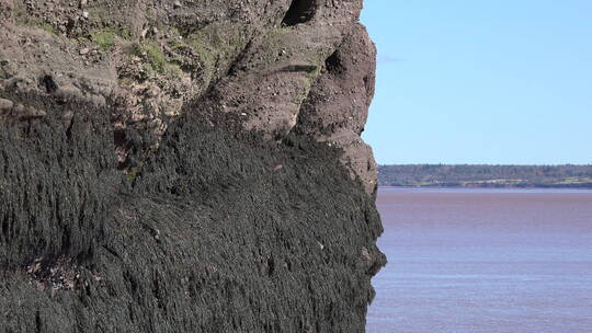 加拿附着在岩石上的海藻