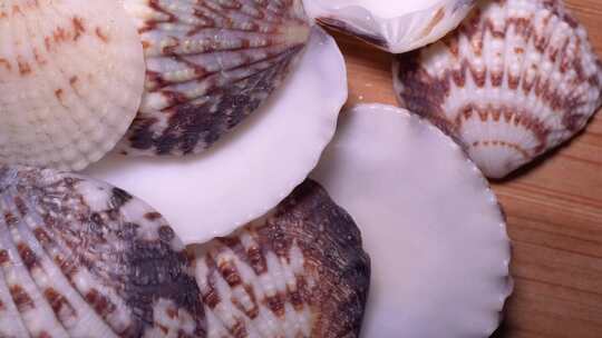 海沙贝蛤蜊贝壳