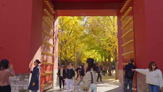 北京秋天地坛公园银杏