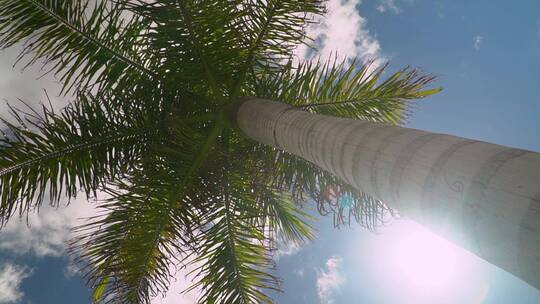 仰望蓝天白云的棕榈树