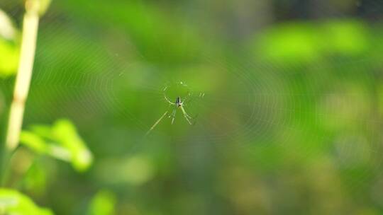 昆虫蜘蛛4k升格慢动作