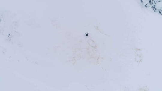 孤王企鹅雪面放大天线