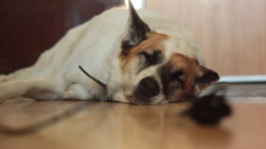 狗狗躺在地上熟睡视频素材模板下载