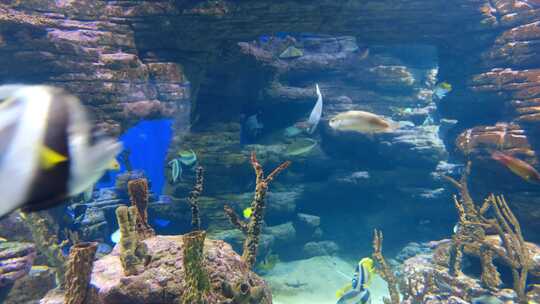 海底世界水族馆海洋馆鱼群