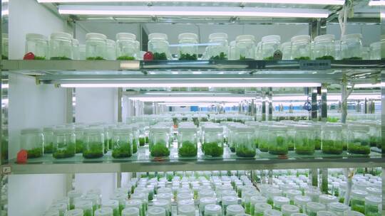 生物实验室植物培育视频素材模板下载