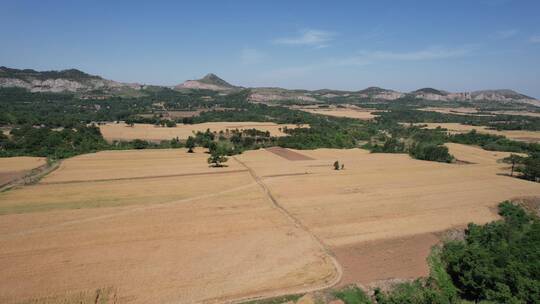 航拍山东青州山区夏季金色麦田风光