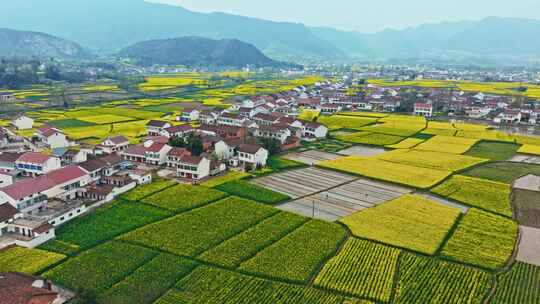 美丽乡村油菜花航拍