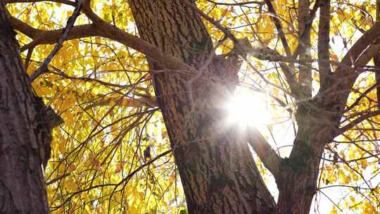 金秋金黄色树叶透过树梢看向阳光