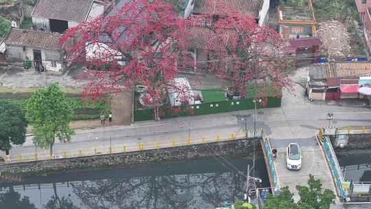 中国广东省佛山市南海区夏北河北书院木棉花