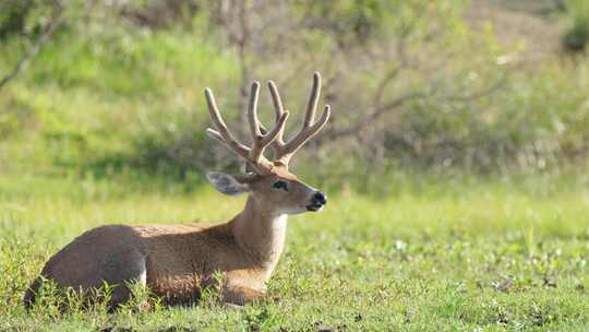 野生动物特写镜头拍摄了一只平静的沼泽鹿，双体小鹿坐在草地上休息