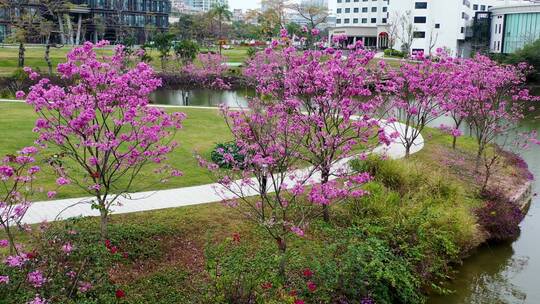 特写空镜头风铃花