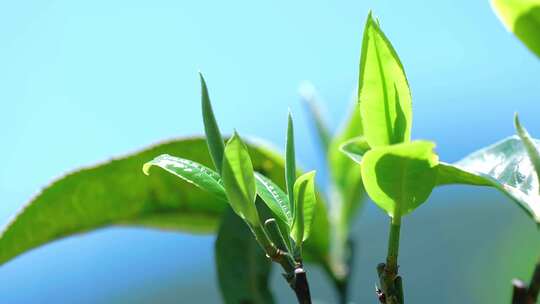 云南临沧茶园种植古树头春茶叶