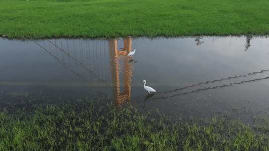 武汉江滩湿地生态白鹭栖息