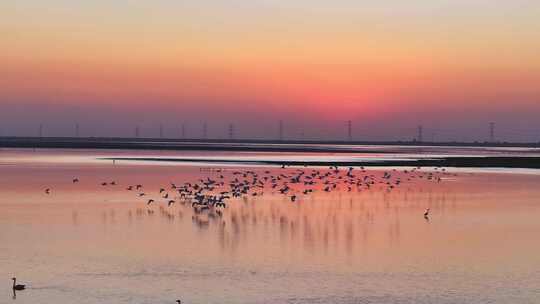 夕阳下湿地群鸟栖息景象