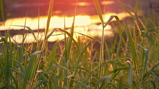 夕阳黄昏草丛光影变化