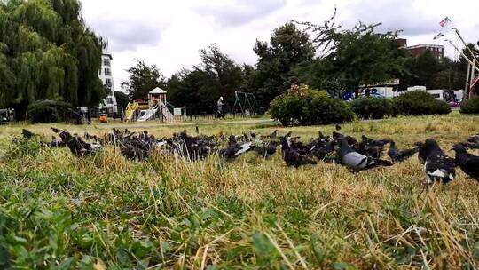 鸽子在公园的草地上进食视频素材模板下载