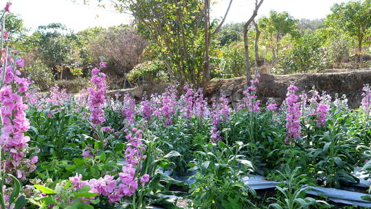 紫罗兰花柱花卉花朵植物绿化园林景观花草01